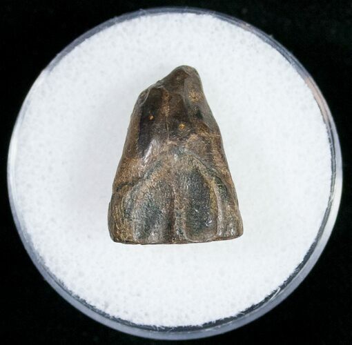 Triceratops Shed Tooth - Montana #10765